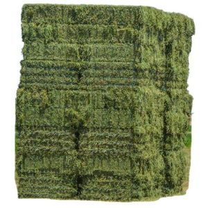 Rhode Grass Hay Premium Alfalfa Hay and Timothy Hay for Animal Feed