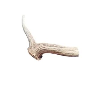 Bulk Sale of Naturally Shed Whole Red Deer Antlers Elk Antlers Animal Extract Product in Bulk