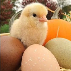 Fresh Chicken Table Eggs Brown/White From Chicken Farms